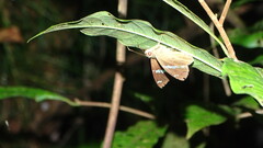 Eudaminae