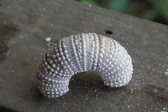 Lytechinus variegatus