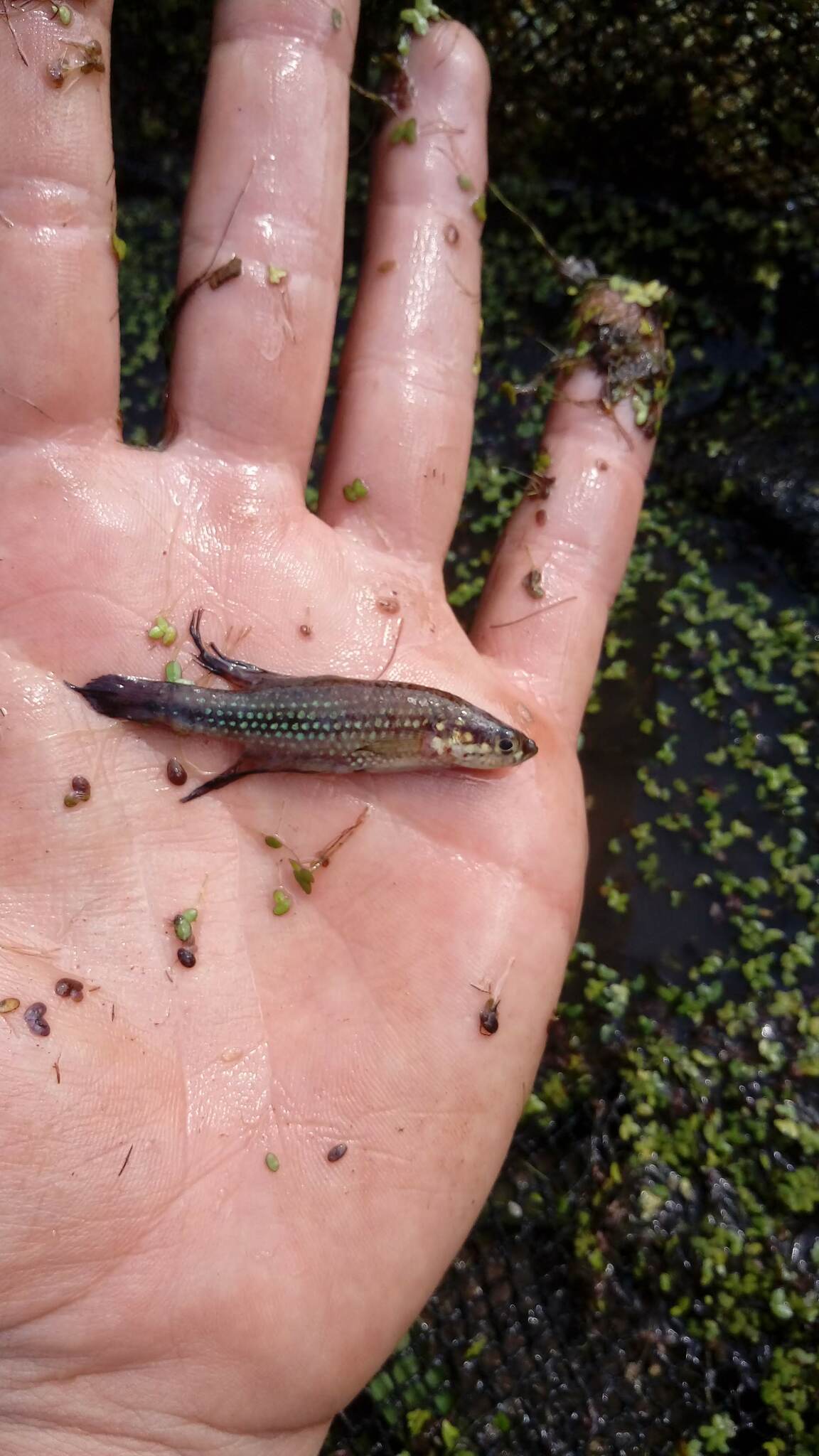 Cynopoecilus nigrovittatus