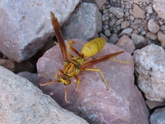 Polistes flavus