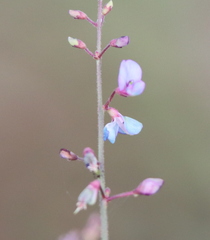 Desmodium strictum