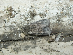 Lithophane consocia