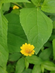 Melampodium divaricatum