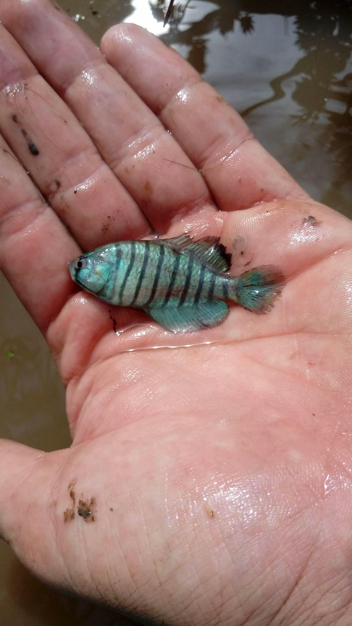 Garcialebias adloffi
