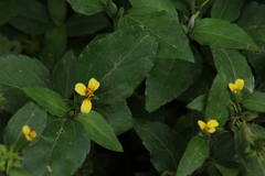Calyptocarpus vialis