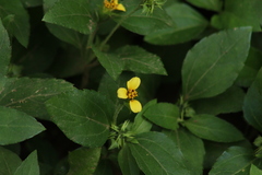 Calyptocarpus vialis