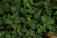 Calyptocarpus vialis