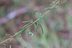 Desmodium strictum