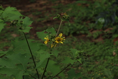 Smallanthus maculatus