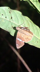 Eudaminae
