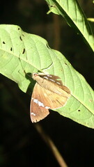 Eudaminae