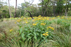 Jacobaea litvinovii