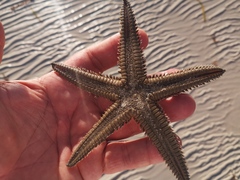 Astropecten