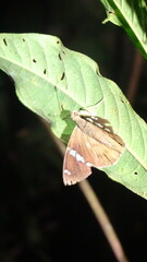 Eudaminae