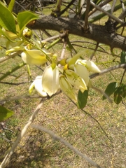 Erythrina crista-galli