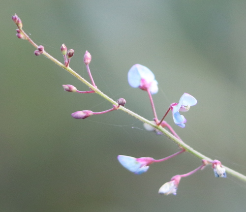 Image of Desmodium strictum by (c) Lauren McLaurin, some rights reserved (CC BY)