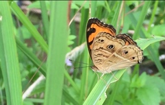 Junonia almana javana