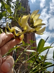 Erythrina crista-galli