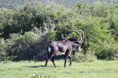 Hippotragus niger niger