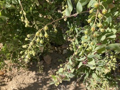 Stegnosperma halimifolium