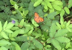 Junonia almana javana