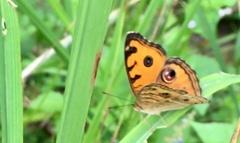 Junonia almana javana