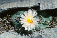Thelocactus hexaedrophorus hexaedrophorus