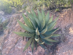 Agave aurea