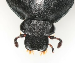 Gnorimus variabilis