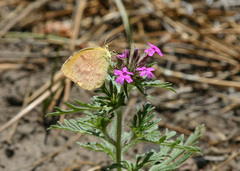 Glandularia chiricahensis