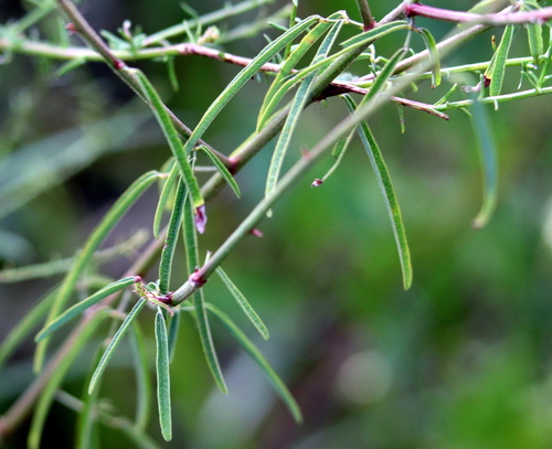 Image of Desmodium strictum by (c) Lauren McLaurin, some rights reserved (CC BY)
