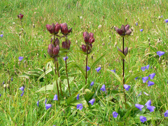 Gentiana purpurea