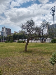 Erythrina crista-galli