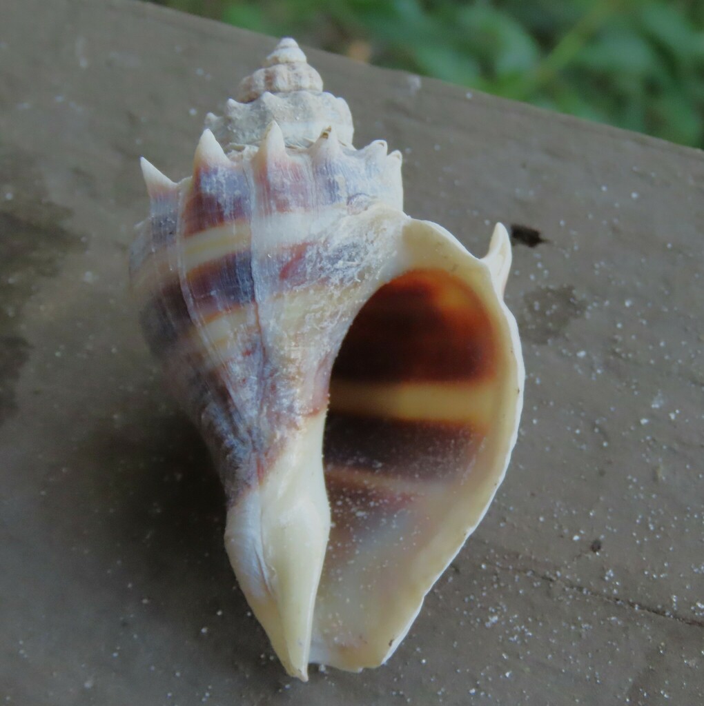 American Crown Conch from Carlos Point, Fort Myers Beach, FL 33931, USA ...