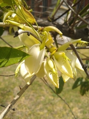 Erythrina crista-galli