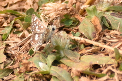 Spialia galba