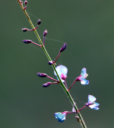 Image of Desmodium strictum by (c) Lauren McLaurin, some rights reserved (CC BY)