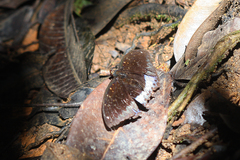 Lexias dirtea