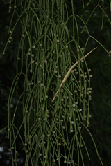 Rhipsalis baccifera