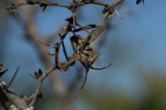 Acanthocephala alata