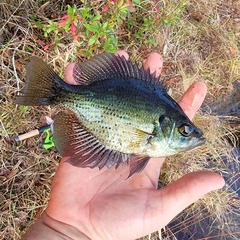 Centrarchus macropterus