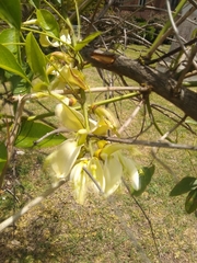 Erythrina crista-galli