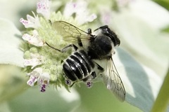Litomegachile