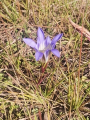Gentiana spathacea