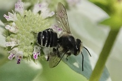 Litomegachile