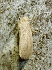 Globia oblonga