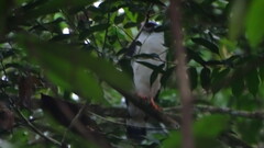 Leucopternis melanops