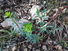 Euphorbia nicaeensis