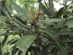 Rhododendron maximum