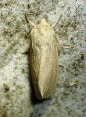 Globia oblonga